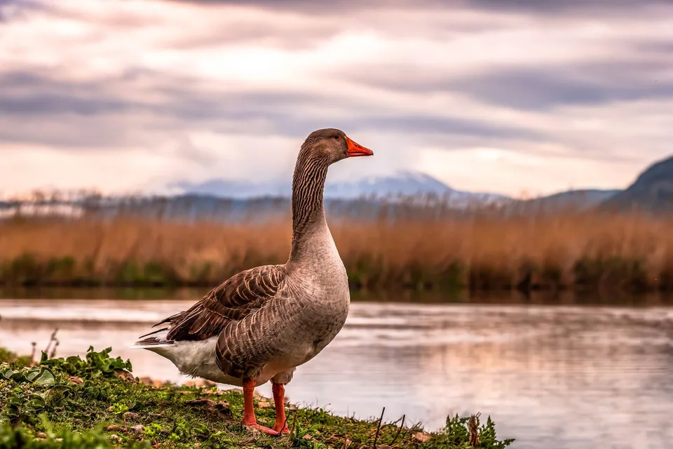 Az óvatos vadludak