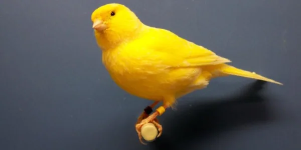 A megtalált kanárik
